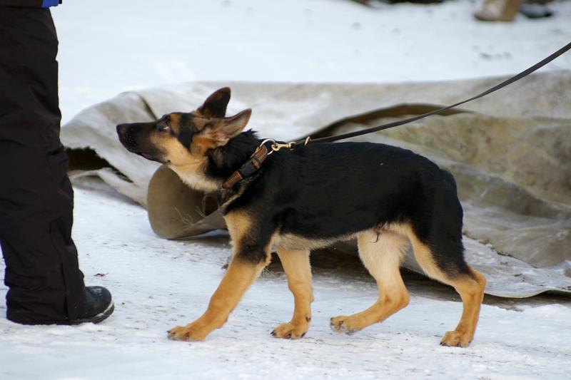 Soveltuvuustesti (21).jpg